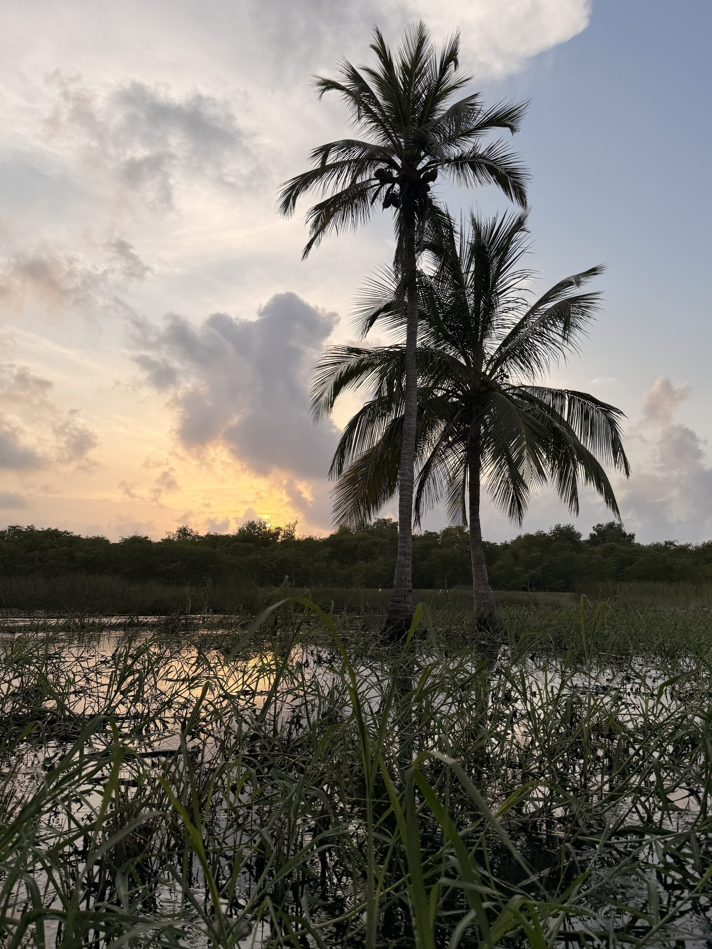 Camino de palmeras al atardecer