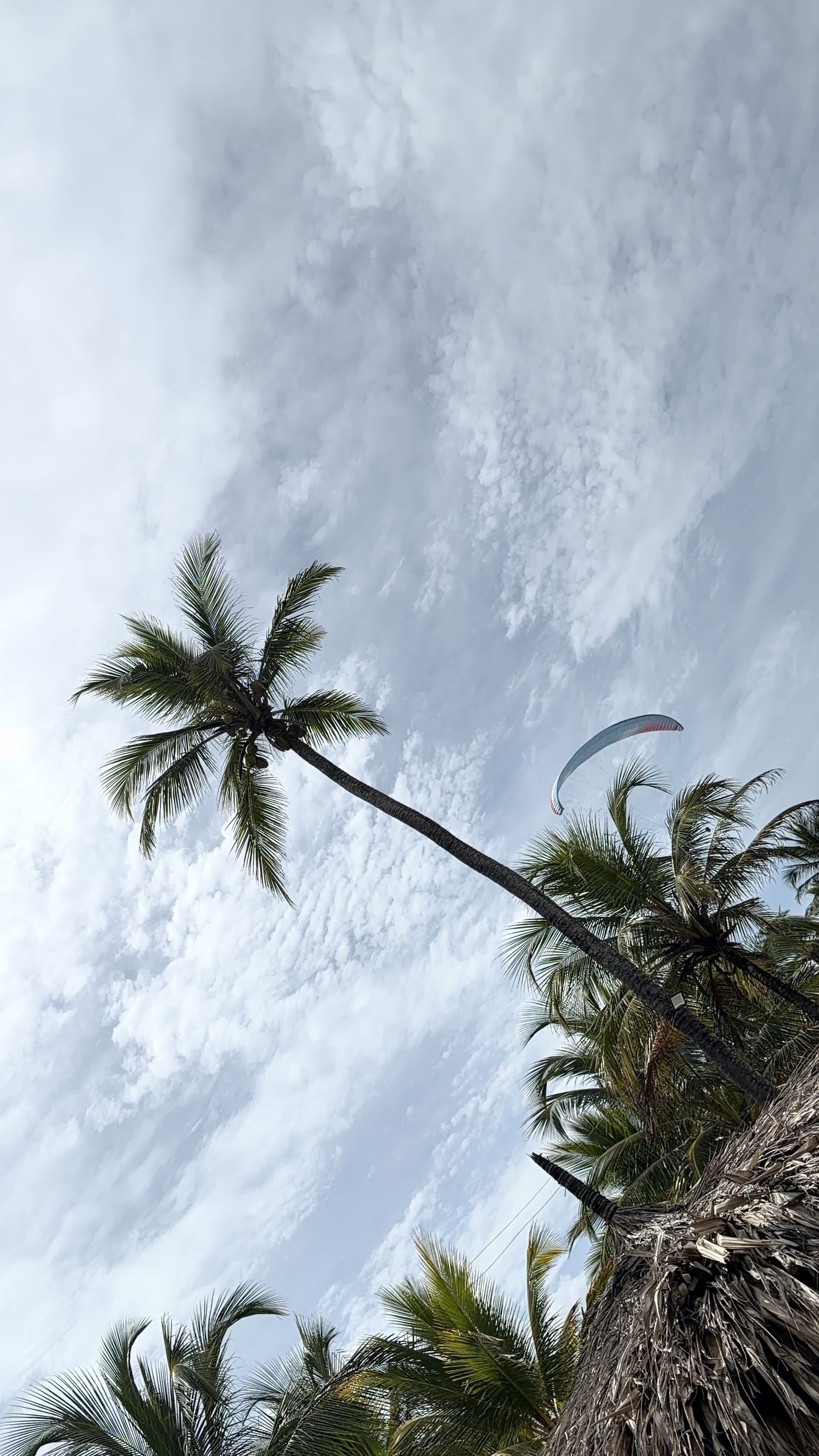Parapente sobre las palmeras del hotel
